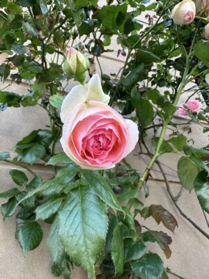 IMG_0441